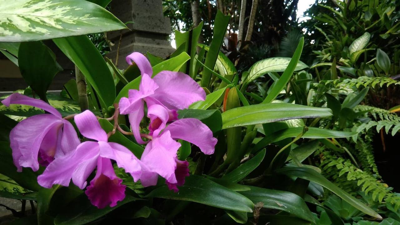 Prasanti Bed & Breakfast Ubud Zewnętrze zdjęcie